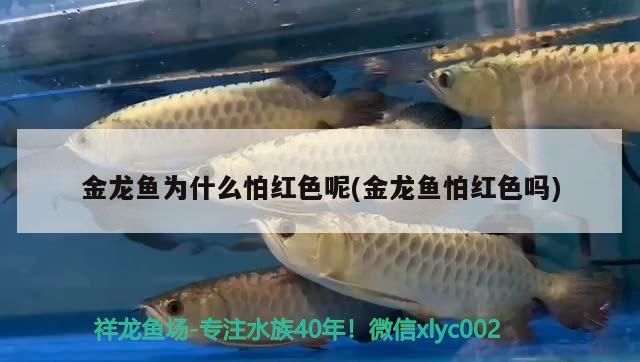 金龍魚為什么怕紅色呢(金龍魚怕紅色嗎) 祥龍藍(lán)珀金龍魚