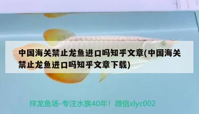 黃帆天堂鳥配什么魚能混養(yǎng)，黃帆天堂鳥配什么燈魚，能混養(yǎng)