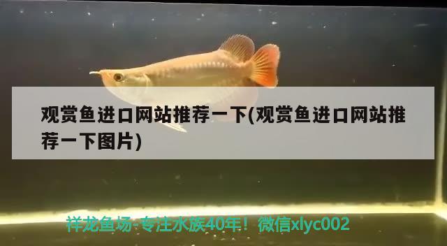 金龍魚眼睛上有白點(diǎn)怎么回事兒(金龍魚的眼睛突然白色) 紅老虎魚