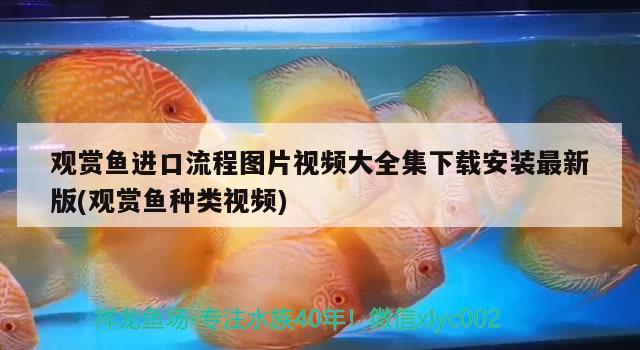 觀賞魚進口流程圖片視頻大全集下載安裝最新版(觀賞魚種類視頻) 觀賞魚進出口