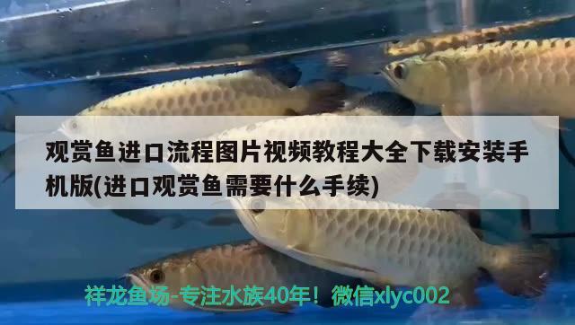 觀賞魚進口流程圖片視頻教程大全下載安裝手機版(進口觀賞魚需要什么手續(xù)) 觀賞魚進出口