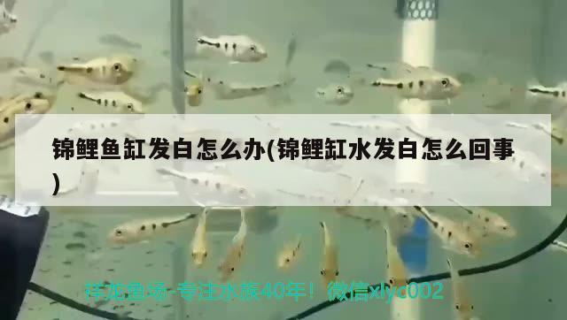 印尼觀賞魚進口品種排名榜前十名圖片大全集(印尼魚種類)