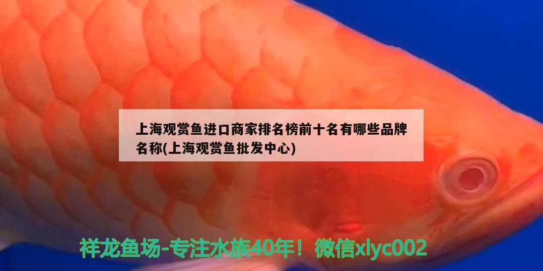 上海觀賞魚(yú)進(jìn)口商家排名榜前十名有哪些品牌名稱(chēng)(上海觀賞魚(yú)批發(fā)中心) 觀賞魚(yú)進(jìn)出口