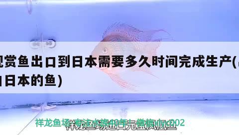 觀賞魚出口到日本需要多久時間完成生產(chǎn)(出口日本的魚) 觀賞魚進出口