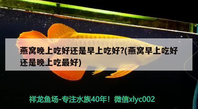 燕窩晚上吃好還是早上吃好?(燕窩早上吃好還是晚上吃最好) 馬來西亞燕窩