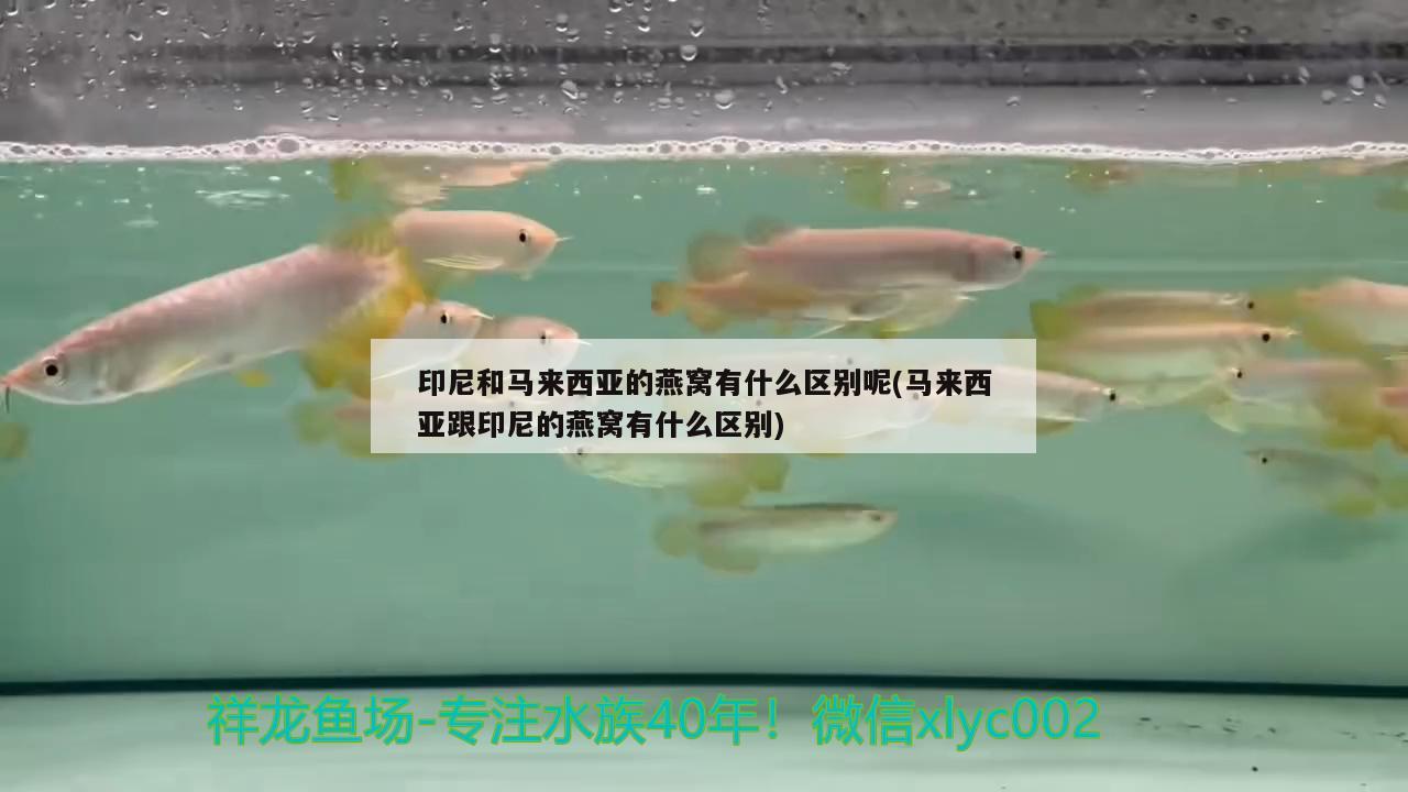 印尼和馬來西亞的燕窩有什么區(qū)別呢(馬來西亞跟印尼的燕窩有什么區(qū)別) 馬來西亞燕窩