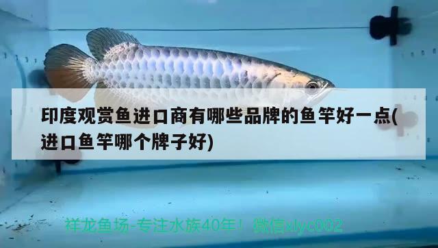 20厘米的金花羅漢，養(yǎng)了七個(gè)月了，還有起頭的可能嗎，金花羅漢魚生長(zhǎng)時(shí)間