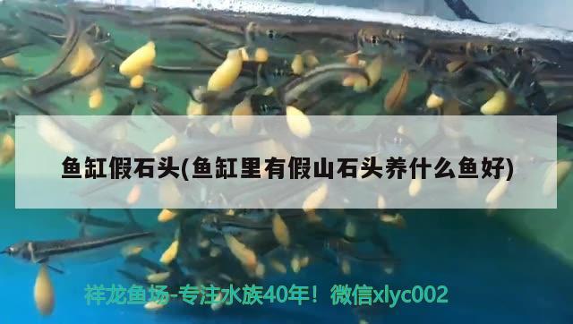 魚缸內(nèi)置過濾系統(tǒng)好嗎（大魚缸內(nèi)置過濾）