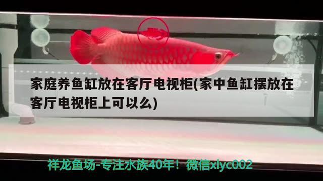 家庭養(yǎng)魚缸放在客廳電視柜(家中魚缸擺放在客廳電視柜上可以么) 黃吉金龍（白子金龍魚）