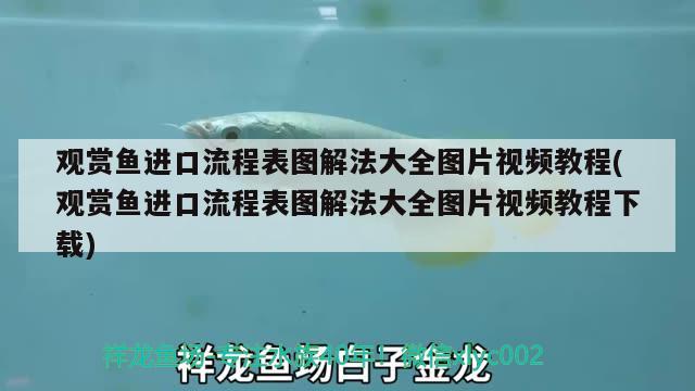 觀賞魚進(jìn)口流程表圖解法大全圖片視頻教程(觀賞魚進(jìn)口流程表圖解法大全圖片視頻教程下載) 觀賞魚進(jìn)出口