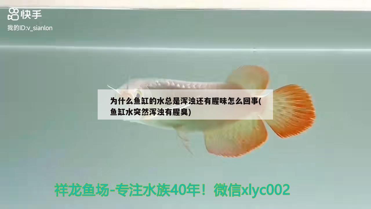 為什么魚缸的水總是渾濁還有腥味怎么回事(魚缸水突然渾濁有腥臭)