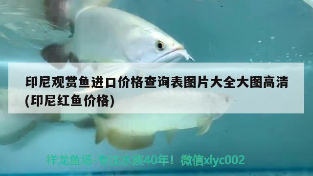 印尼觀賞魚進口價格查詢表圖片大全大圖高清(印尼紅魚價格)