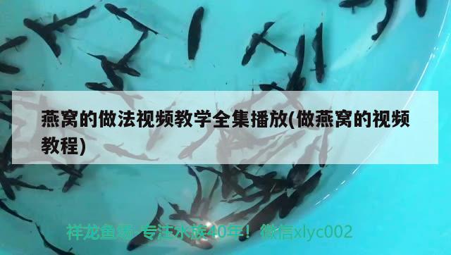 虎紋恐龍魚(yú)和虎紋恐龍王魚(yú)的區(qū)別（虎紋恐龍王魚(yú)和虎紋恐龍王的區(qū)別） 恐龍王魚(yú) 第2張