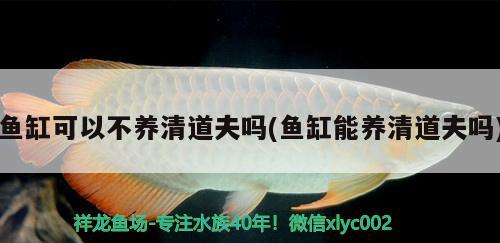 紅龍魚愛吃的食物是什么：紅龍魚吃啥 觀賞魚市場 第1張