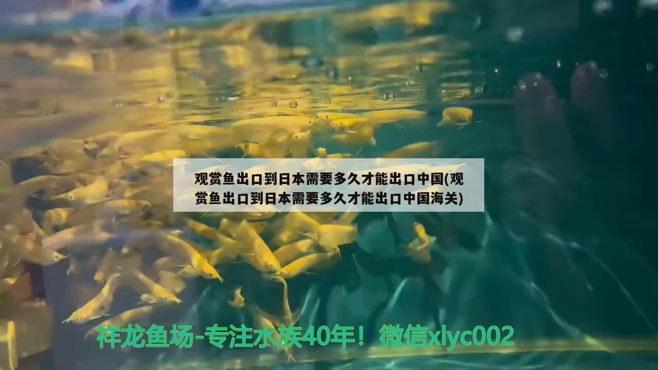 懸浮蓋魚缸好嗎（懸浮蓋魚缸好嗎安全嗎） 埃及神仙魚 第2張