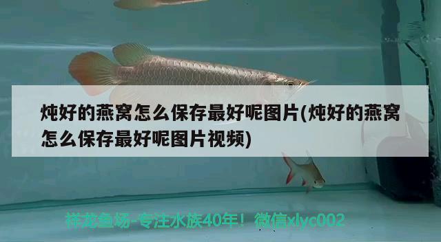 小活魚好吃還是凍蝦好吃？ 觀賞魚論壇 第2張