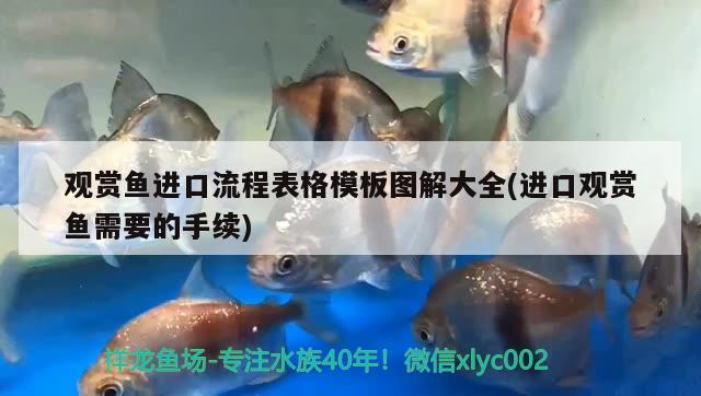 觀賞魚進口流程表格模板圖解大全(進口觀賞魚需要的手續(xù)) 觀賞魚進出口