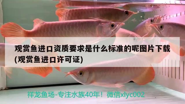 上海觀賞魚進口商家電話地址是多少啊(上海觀賞魚)