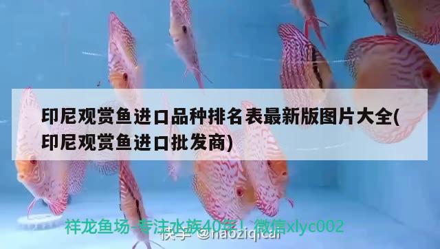 魚缸的壁畫圖片和價格：魚缸壁紙圖片大全 效果圖 廣州水族批發(fā)市場 第2張