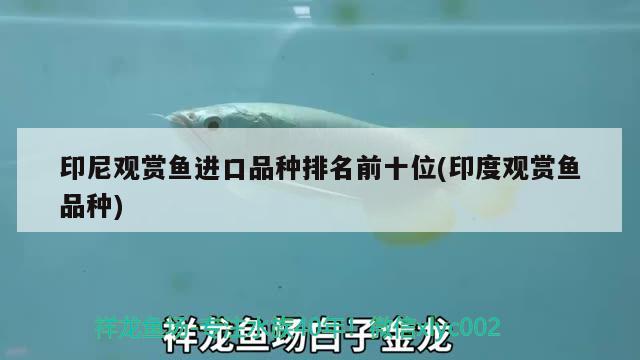 印尼觀賞魚進口品種排名前十位(印度觀賞魚品種) 觀賞魚進出口