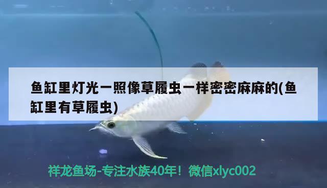 輝賞好魚缸質(zhì)量，你見過哪些漂亮又可愛的石頭 養(yǎng)魚的好處 第1張