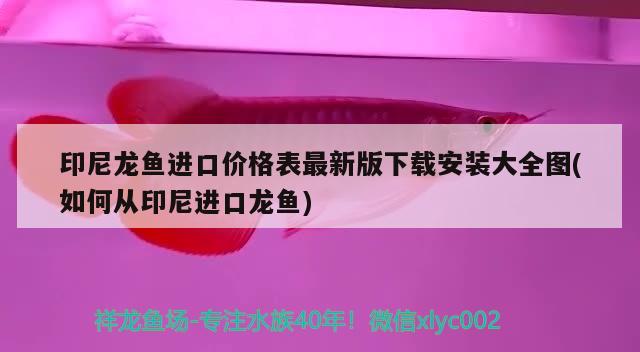 魚缸的壁畫圖片和價格：魚缸壁紙圖片大全 效果圖 廣州水族批發(fā)市場 第1張