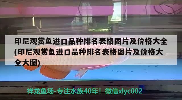 印尼觀賞魚進口品種排名表格圖片及價格大全(印尼觀賞魚進口品種排名表格圖片及價格大全大圖) 觀賞魚進出口 第2張