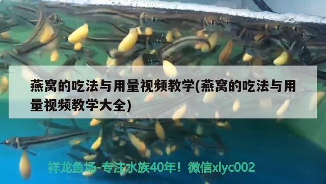 腸炎后遺癥 黃金眼鏡蛇雷龍魚 第2張