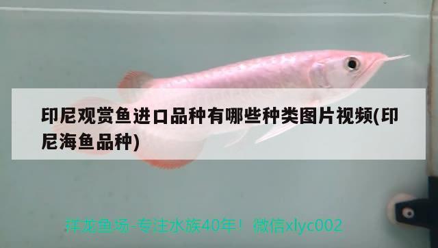 印尼觀賞魚進口品種有哪些種類圖片視頻(印尼海魚品種)