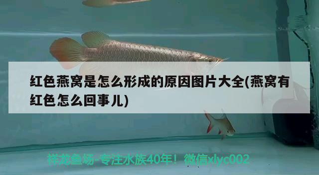 焦作魚缸回收公司電話號(hào)碼查詢：焦作魚缸回收公司電話號(hào)碼查詢是多少 養(yǎng)魚的好處 第1張