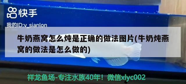 牛奶燕窩怎么燉是正確的做法圖片(牛奶燉燕窩的做法是怎么做的) 馬來西亞燕窩