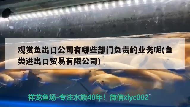 觀賞魚出口公司有哪些部門負責的業(yè)務呢(魚類進出口貿易有限公司)