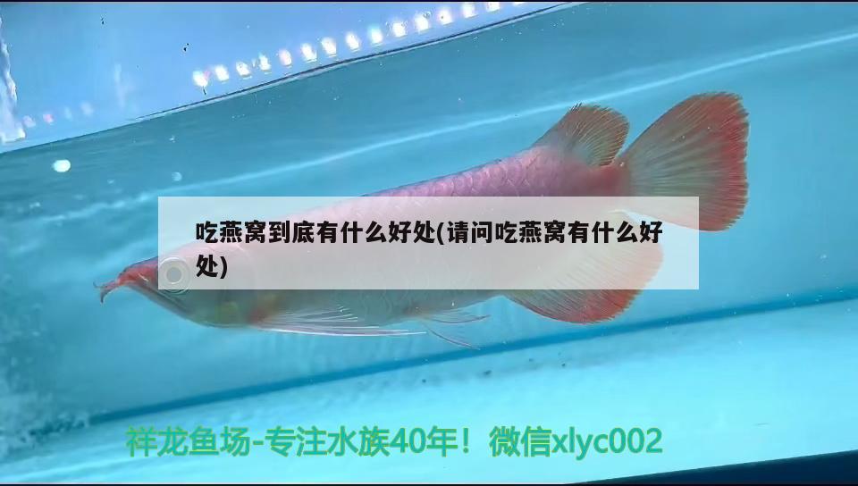 魚(yú)缸放客廳什么位置好，魚(yú)缸放在客廳什么位置最好，魚(yú)缸應(yīng)放在客廳的什么位置 白玉紅龍魚(yú) 第3張