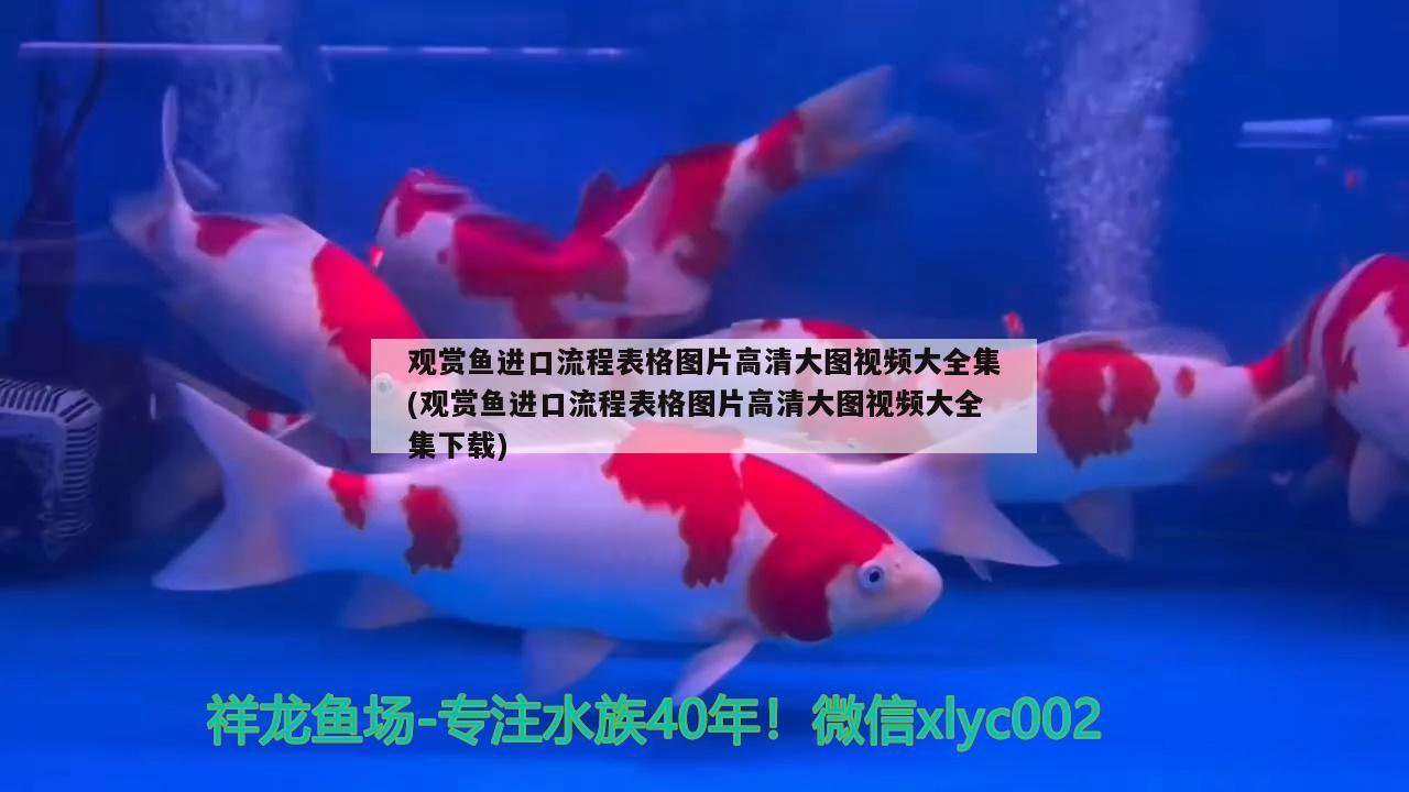 高背金龍魚能養(yǎng)成過背嗎高背金龍魚能養(yǎng)成過背嗎，高背金龍魚能養(yǎng)成過背嗎 高背金龍魚 第3張