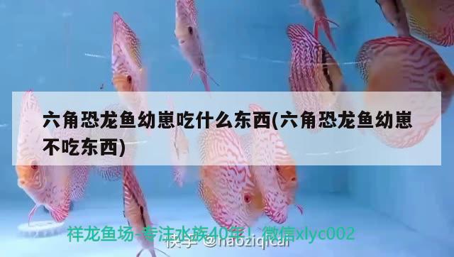 六角恐龍魚幼崽吃什么東西(六角恐龍魚幼崽不吃東西) 玫瑰銀版魚