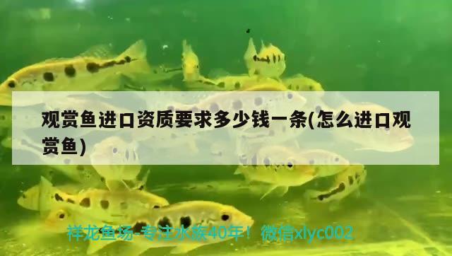 觀賞魚進口資質(zhì)要求多少錢一條(怎么進口觀賞魚) 觀賞魚進出口