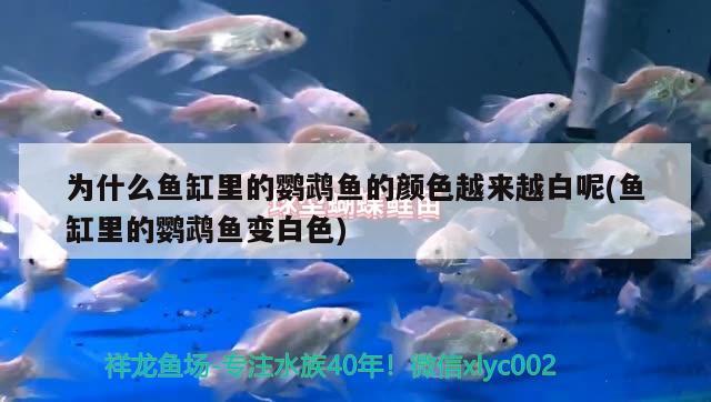 龍魚(yú)配虎魚(yú)怎么樣啊圖片（龍魚(yú)虎魚(yú)圖片大全大圖）