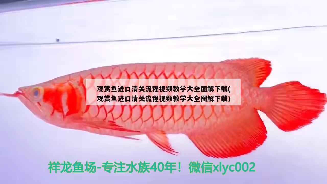 觀賞魚進(jìn)口清關(guān)流程視頻教學(xué)大全圖解下載(觀賞魚進(jìn)口清關(guān)流程視頻教學(xué)大全圖解下載) 觀賞魚進(jìn)出口