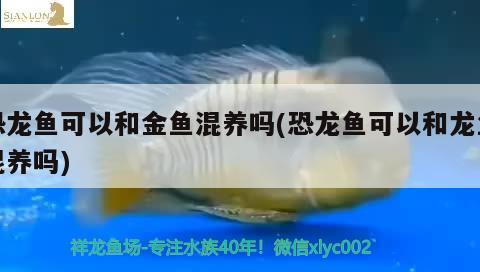 恐龍魚可以和金魚混養(yǎng)嗎(恐龍魚可以和龍魚混養(yǎng)嗎) 白化火箭