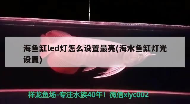 海魚缸led燈怎么設置最亮(海水魚缸燈光設置) 海水魚