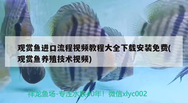 觀賞魚進(jìn)口流程視頻教程大全下載安裝免費(fèi)(觀賞魚養(yǎng)殖技術(shù)視頻)