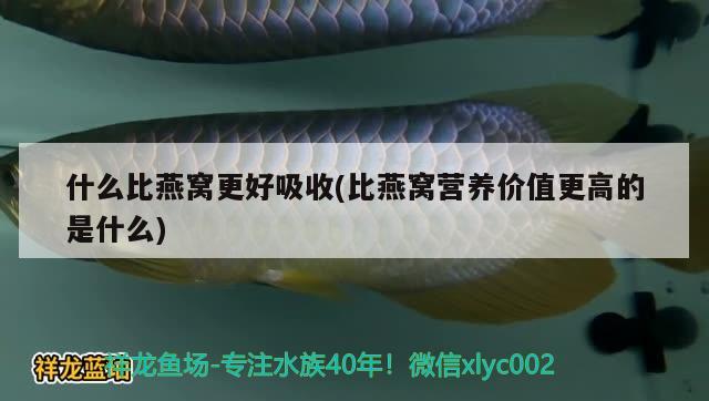 什么比燕窩更好吸收(比燕窩營養(yǎng)價值更高的是什么) 馬來西亞燕窩