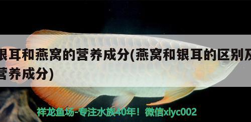 魚(yú)缸養(yǎng)大鯉魚(yú)怎么養(yǎng)才好（ 魚(yú)缸養(yǎng)大鯉魚(yú)怎么養(yǎng)才好看） 祥龍龍魚(yú)魚(yú)糧