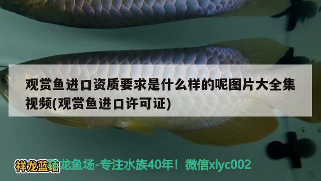 過倆天缸里又有新成員了 古典過背金龍魚 第3張