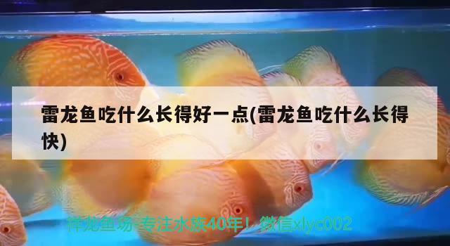 雷龍魚吃什么長得好一點(diǎn)(雷龍魚吃什么長得快) 三色錦鯉魚