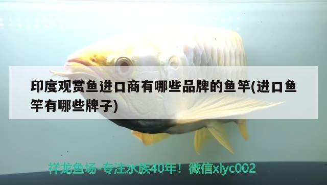 印度觀賞魚進(jìn)口商有哪些品牌的魚竿(進(jìn)口魚竿有哪些牌子)