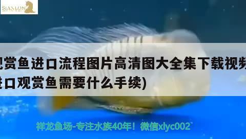 誰說這種魚缸養(yǎng)不好魚的我這條也沒死啊狀態(tài)還賊好 元寶鳳凰魚 第2張