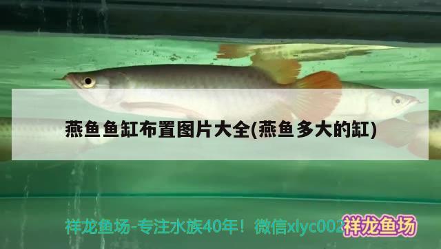 燕魚魚缸布置圖片大全(燕魚多大的缸) 黑帝王魟魚