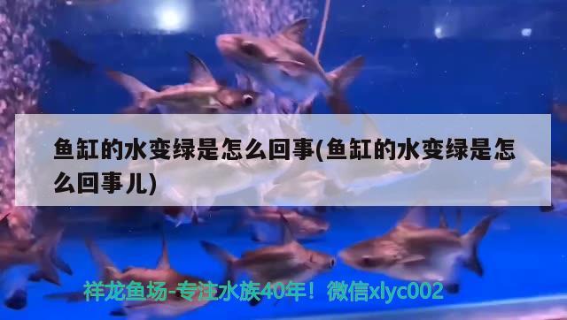 魚(yú)缸的水變綠是怎么回事(魚(yú)缸的水變綠是怎么回事兒) 廣州祥龍國(guó)際水族貿(mào)易