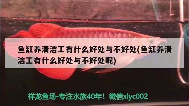 最漂亮的紅龍魚是什么魚圖片大全（品相好的紅龍魚） 黃寬帶蝴蝶魚 第4張